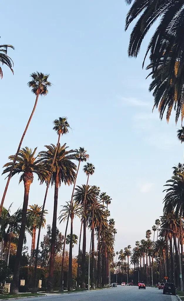 driving down Los Angeles, California with palm trees on each side